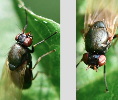 Calliopum sp.